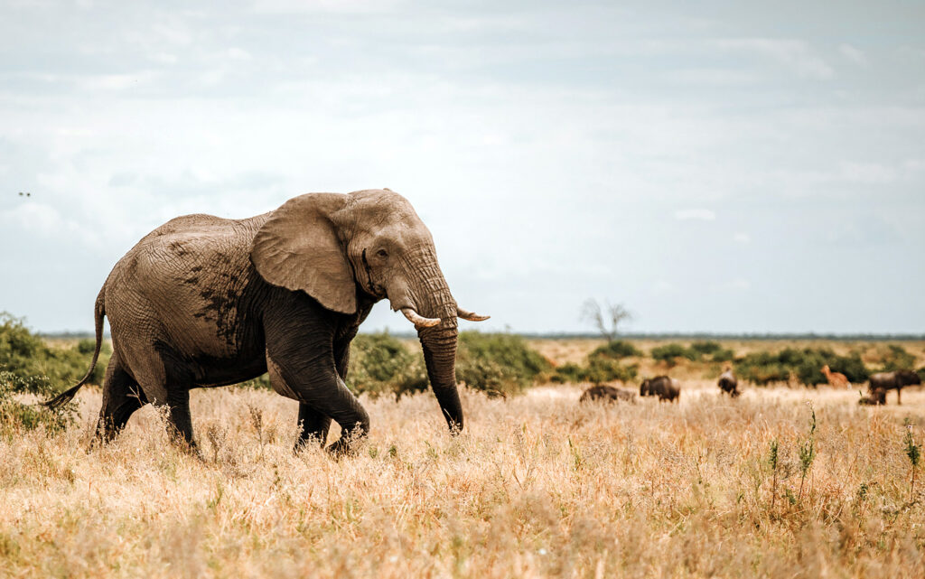 Elephant in Botswana