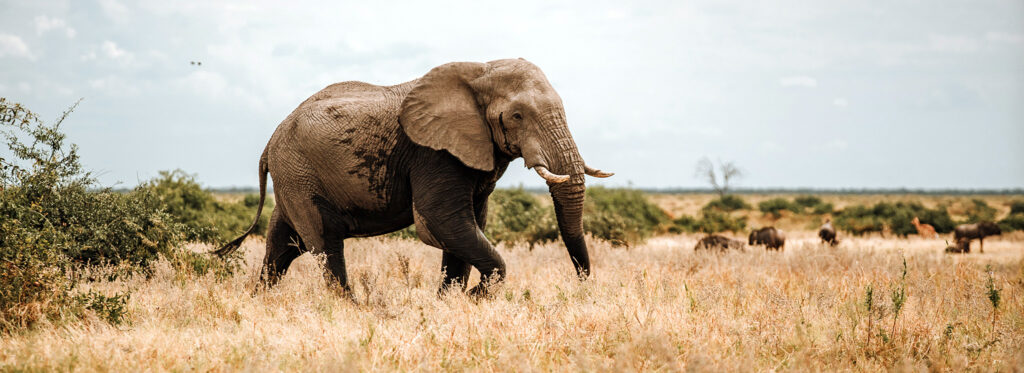 Elephant in Botswana